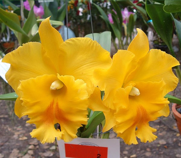 Brassolaeliocattleya Haadyai Delight 'Bangprom Gold' (SC28)