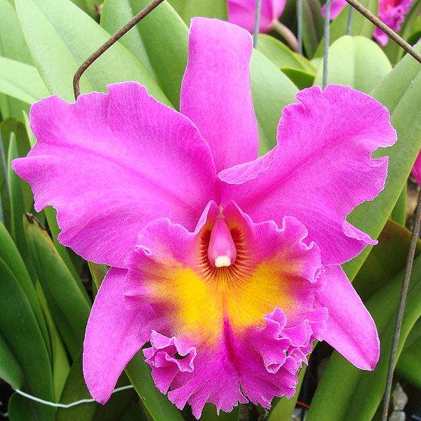 Brassolaeliocattleya Triumphal Coronation 'Seto' AM/AOS (SC29)