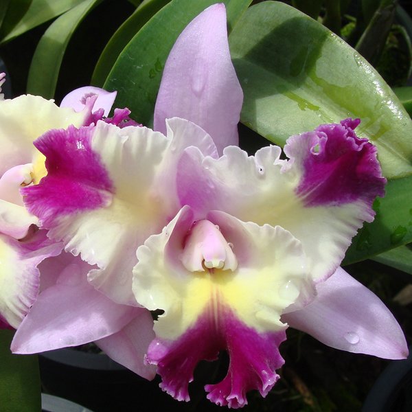 Laeliocattleya Maris’s Song ‘CTM-217’ (SC30)