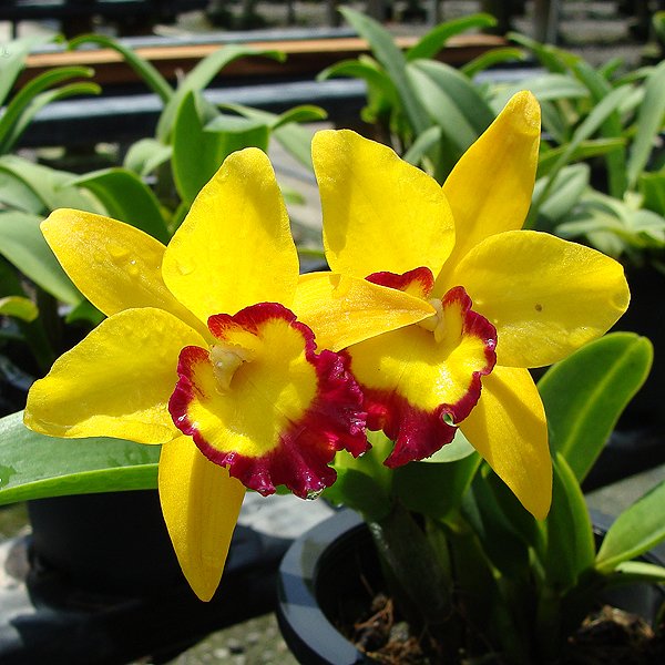 Potinara Thiti (SC34)