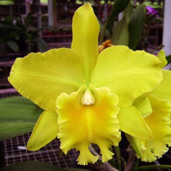 Potinara Haw Yuan Gold 'Yk#2' (SC37)