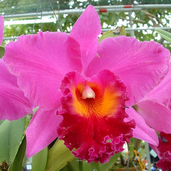 Brassolaeliocattleya King of Taiwan 'Ta-Hsin' #1 AM/AOS (SC38)