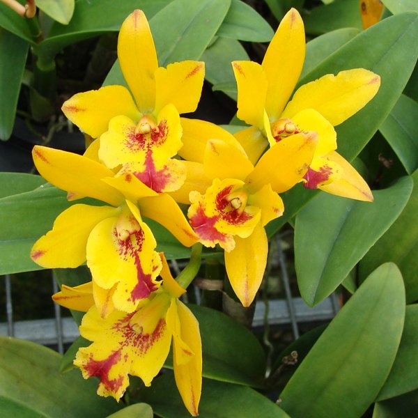 Potinara Burana Beauty × Lc Bright Angel (SC41)