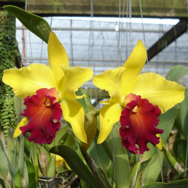 Brassolaelio Cattleya Alma Kee (SC42)