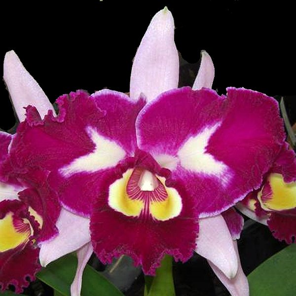 Brassolaeliocattleya Chinese Beauty 'Orchid Queen' AM/AOS (SC44)