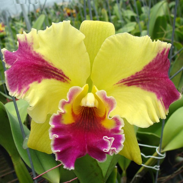 Brassolaeliocattleya Hwa Yuan Grace 'King Cat' (SC48)
