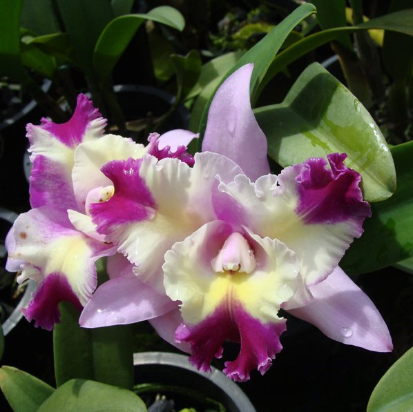 Laeliocattleya Mari's Song 'CTM 217' HCC/AOS (SC66)