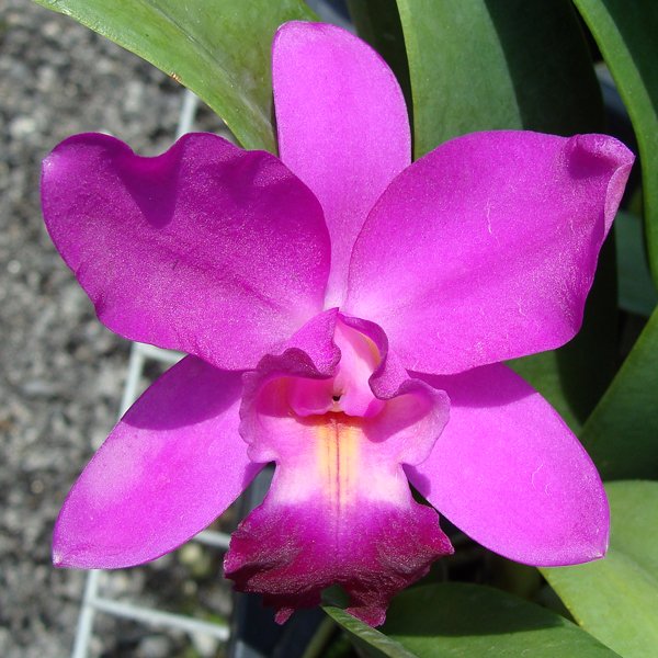 Laeliocattleya Varut Valentine (SC67)