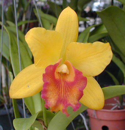 Potinara Thiti (SC74)