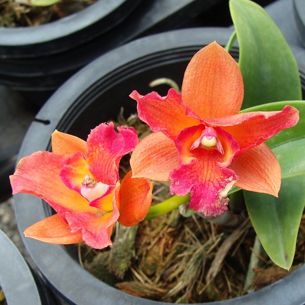 Laeliocattleya Loog Tone × Epi Don Hermann (SC77)