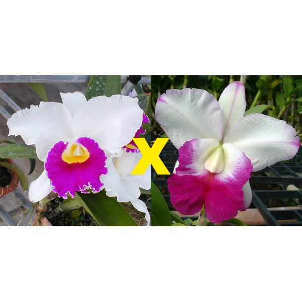 Laeliocattleya Longriver Compton × Lc Robert Strait (SC79)