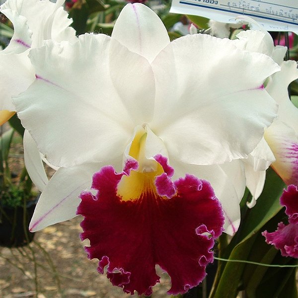 Laeliocattleya Chyong Guu Swan 'Ruby Lip' AM/OSROC (SC80)