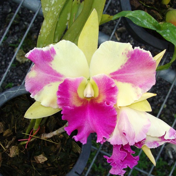 Brassolaeliocattleya Kat Red Panda 'Dragon Cat' (SC83)