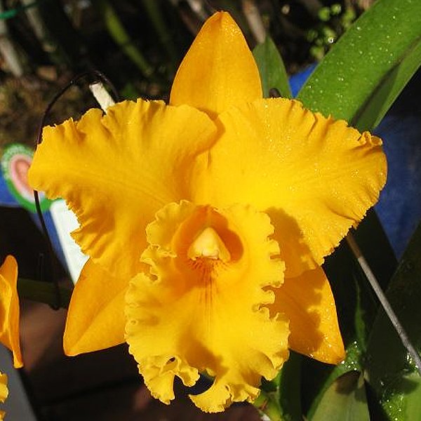 Brassolaeliocattleya Shinfong Luohyang 'Golden King' (SC84)