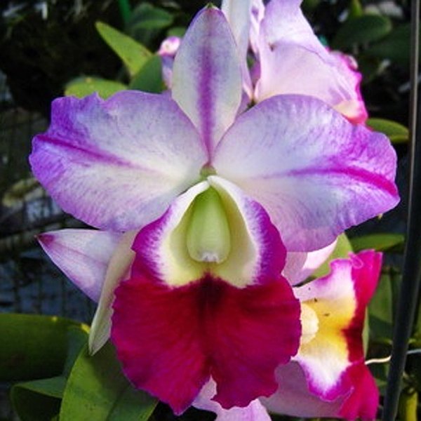 Brassolaeliocattleya Memoria Anna Balmores (SC85)