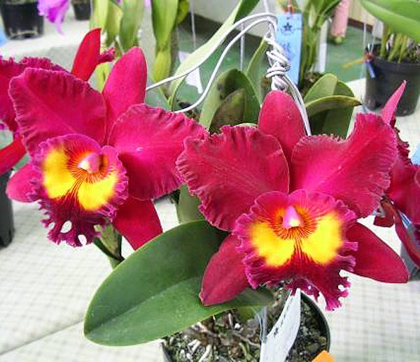 Brassolaeliocattleya San Yang Ruby 'New Beauty' (SC88)