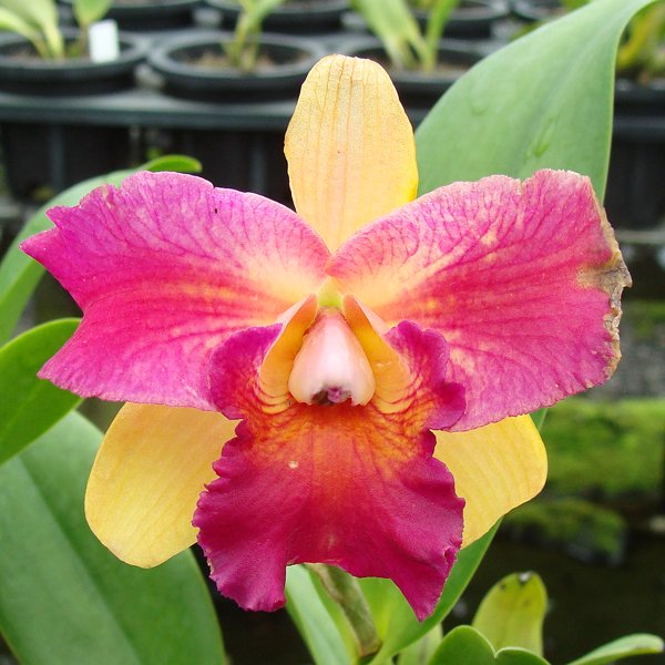 Brassolaeliocattleya orchid