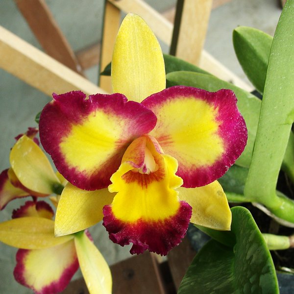Potinara Shin Shiang Diamond 'Sun #1' (SC92)