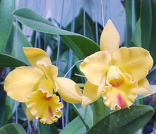 Potinara Free Spirit 'Lea' (SC94)