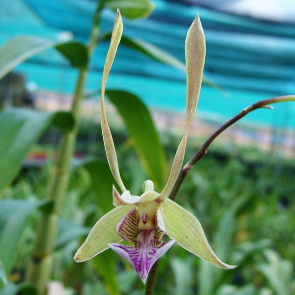 Dendrobium species bicaudatum (SD02M)