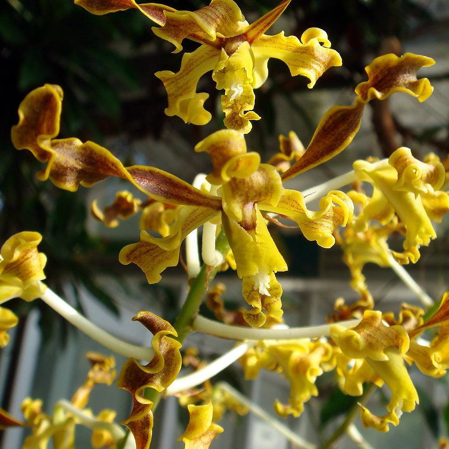 Dendrobium species discolor (SD03)