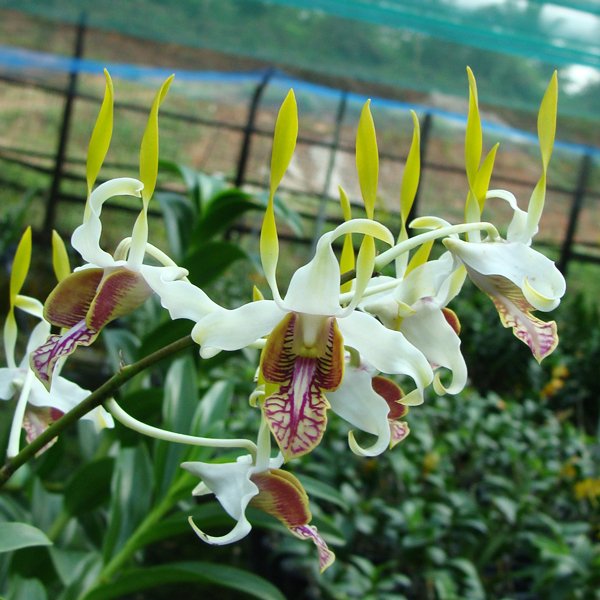 Dendrobium species stratiotes (SD05M)
