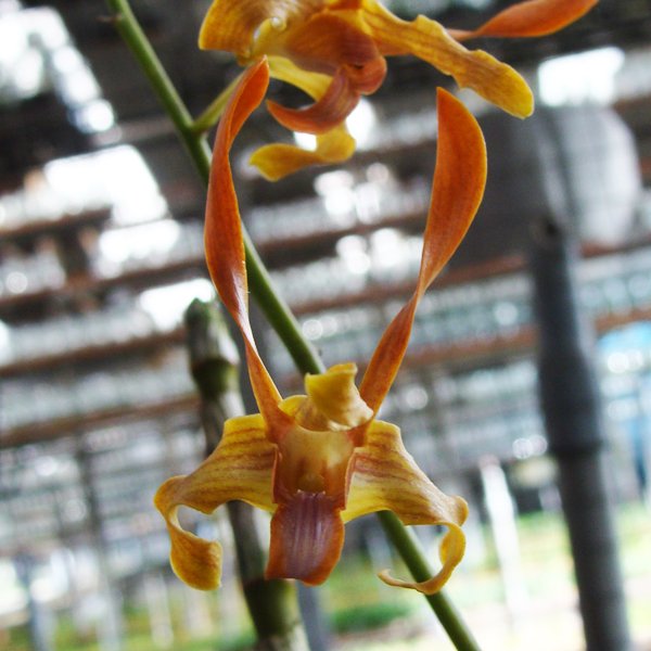 Dendrobium species tangerinum (SD07)
