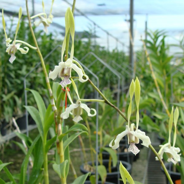 Dendrobium species strebloceras 'green' (SD18)