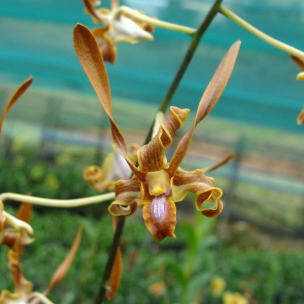 Dendrobium species strebloceras 'brown' (SD19)