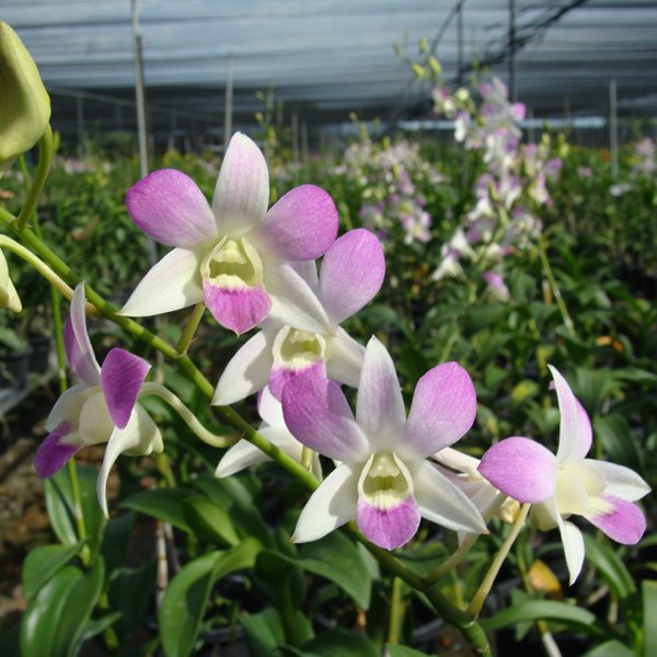 Dendrobium Lusian Pink (SD23)