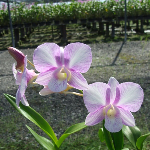Dendrobium Burana Sweet (SD26)