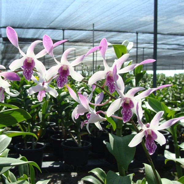 Dendrobium Caesar (SD28)
