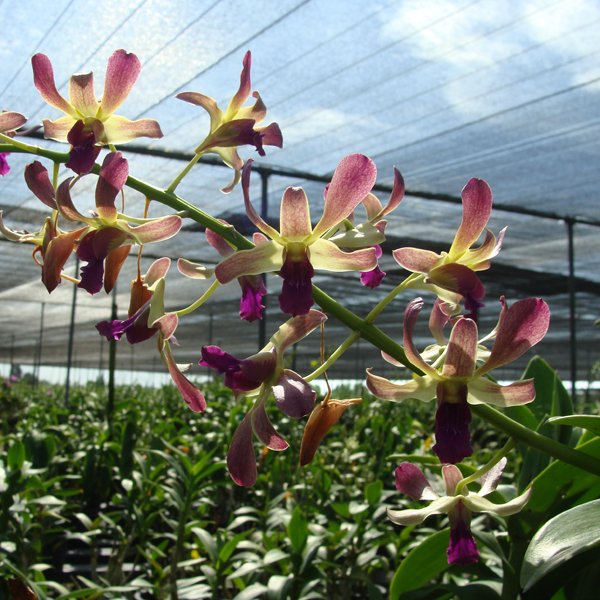 Dendrobium Ginny Kirkwood × D New Horizon × Uliwan (SD30)