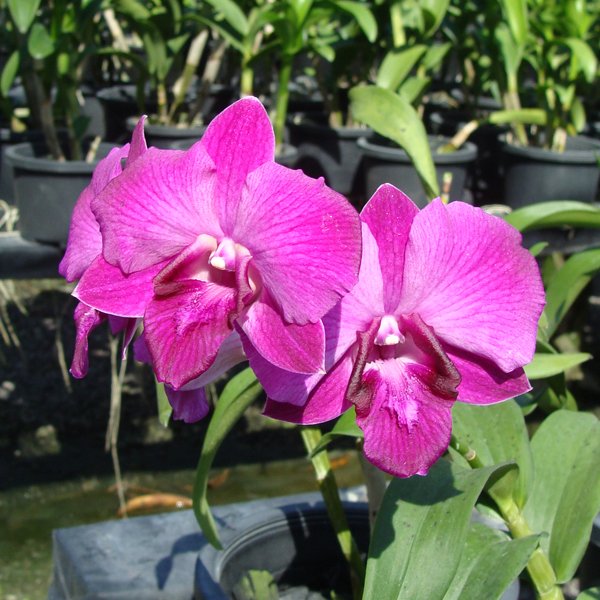 Dendrobium Bom 28 × Udomsri (SD31)
