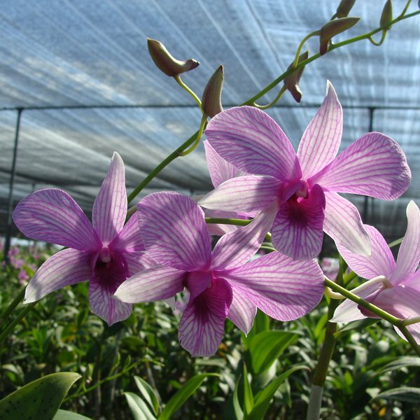 Dendrobium Mike Stripe (SD33)
