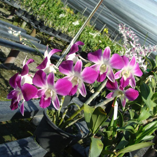 Dendrobium Sonia (SD35)