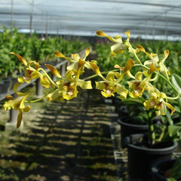 Dendrobium Fairy Dust × Gouldii (SD37)