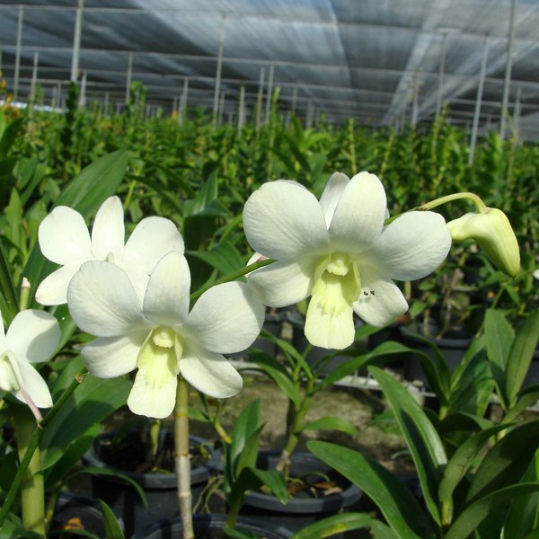 Dendrobium Adisak White (SD39)