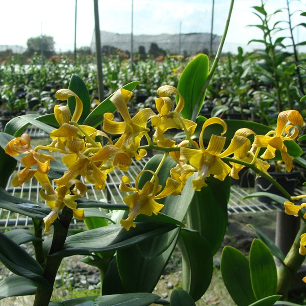 Dendrobium (Anchange Lubak × Umake) × Den (Rich Valley × helix) × sutiknoi (SD41)