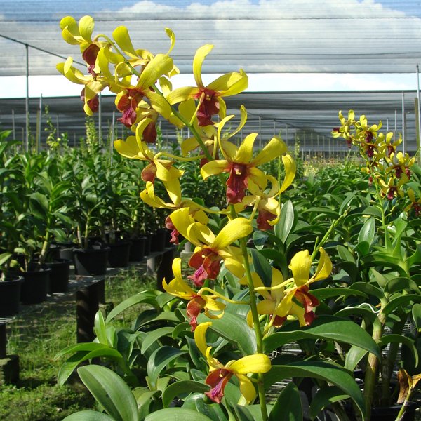 Dendrobium Bonchoo × Jade Gold × Golden Rod (SD42M)