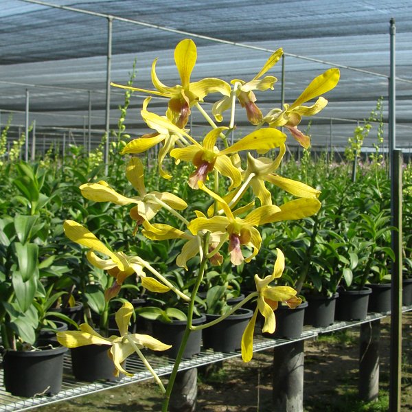 Dendrobium (SD43)