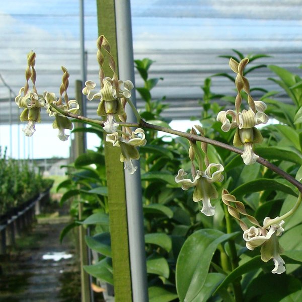 Dendrobium racieanum × strebloceras × bicaudatum (SD44)