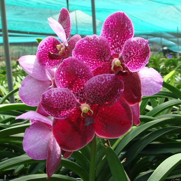 Vanda Pat Delight 'Pink Tango' AM/AOS (SL10)