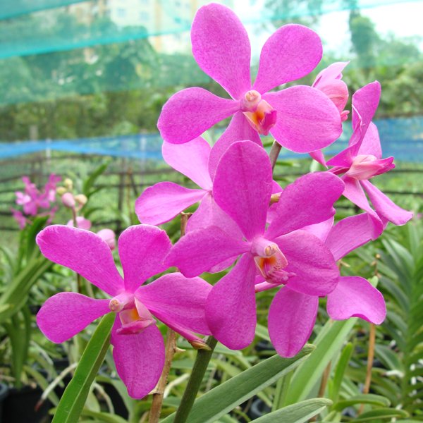 Vanda Mokara Calipso (SM01)