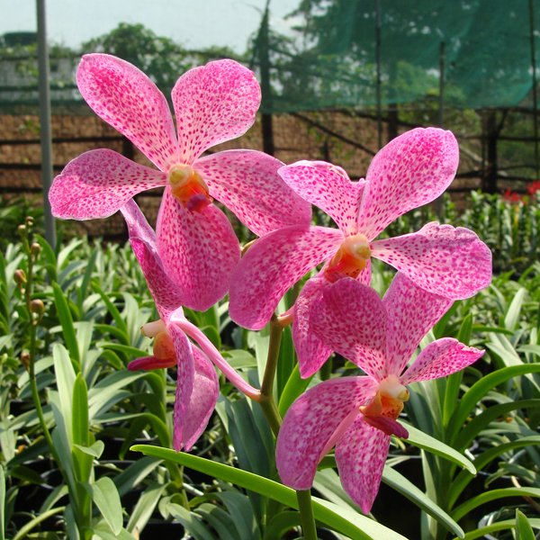 Mokara Chark Kuan 'Super Pink' (SM02)