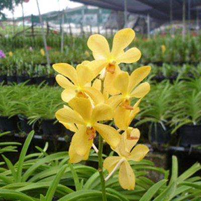 Mokara Chiti Gold (SM03)