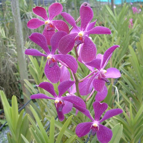 Mokara Chao Praya Boy 'Blue' (SM04)