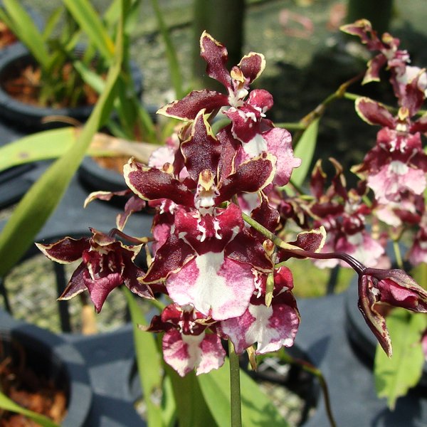 Oncidium Sharry Baby 'Sweet Fragrance' (SO89)
