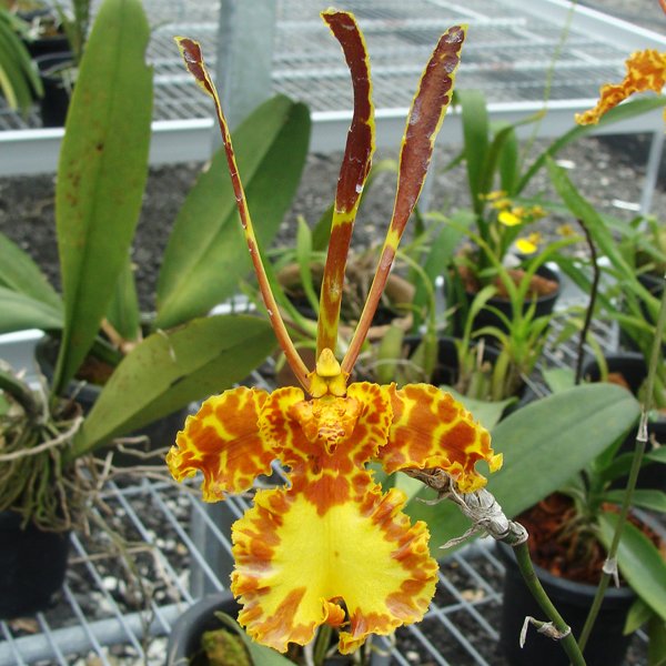 Psychopsis Mariposa (SO91)