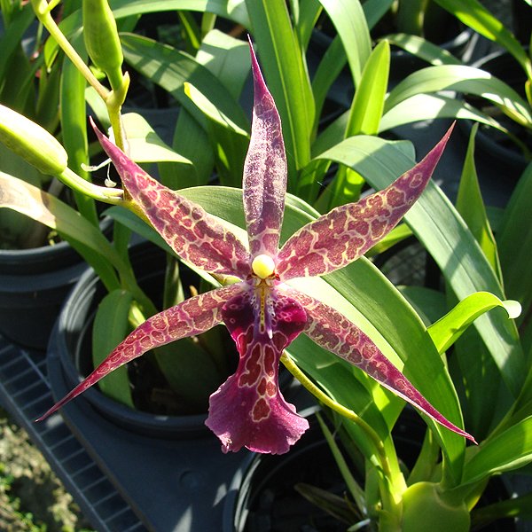 Miltassia Sadie Loo × Miltonia Christmas Eve (SO95)